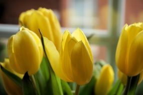 bouquet of yellow flowers at home