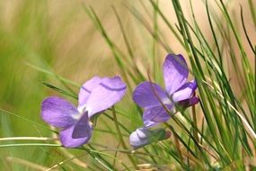 Picture of forest Violets