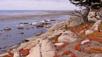 Landscape of flowers on a rocky coastline