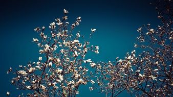 magnolia tree in springtime