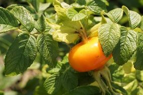 Closeup photo of Wild Rose in a garden