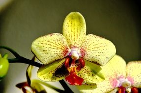 photo of yellow-red orchid