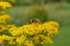 insect on lush yellow inflorescences close-up