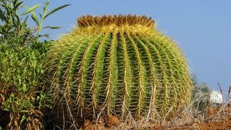 Picture of large Cactus
