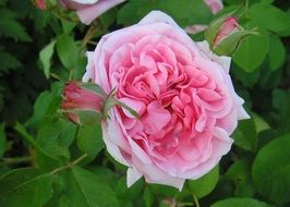 Rose Flower Blooms closeup