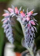 Waxflower, Succulent Plant blossom