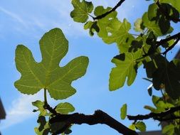 Fig Leaf Nature Leaves Plant