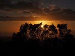 silhouettes of trees at sunset sky