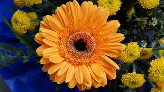 Yellow geranium flower in summer