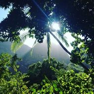 wild Jungle of Iao Valley, usa, Maui