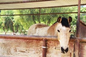 Horse in the ranch