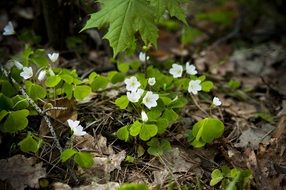 white flowers of forest clover in spring