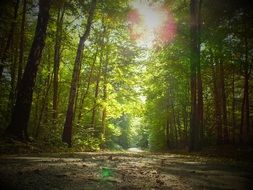 Hiking on the path in autumn in the forest