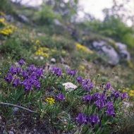 purple mountain iris