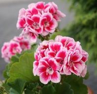 closeup photo of decorative pink and white flowers