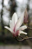 flower of the magnolia close up
