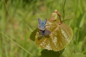 two blue butterflies mating on new leaf