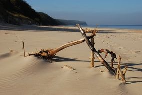 sandy beach near the forest