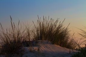 high dry grass on a beach in Spain