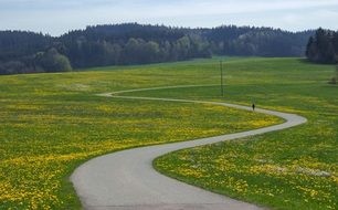 winding road on the flower meadow