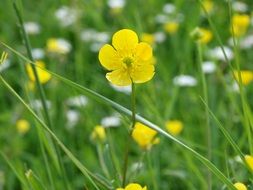 Yellow buttercups in a meadow