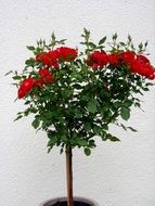 Photo of Beautiful Rose flowers