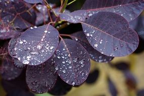 Rain drops on purple Leaves of scumpia close-up on blurred background