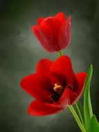 wallpaper with two red tulips