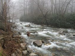 stream flows among forest trees during fog