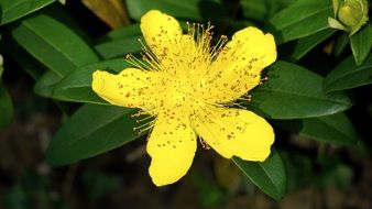 yellow flower with long pollen close up