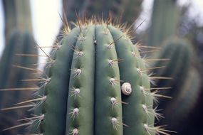 Closeup Picture of the green Cactuses