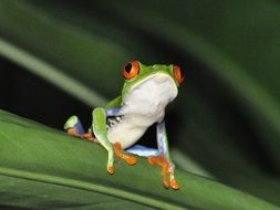 tiny Red-Eyed Tree Frog in Jungle, costa rica