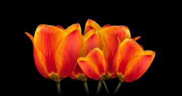 red orange Tulips Bouquet