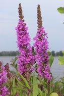 purple flowers growing by the river