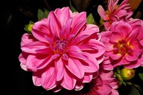 pink dahlia flowers