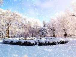 trees in a park in hoarfrost