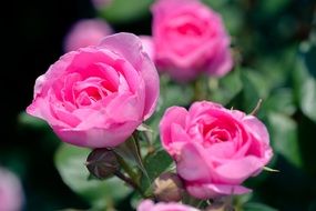 pink roses in the flower garden