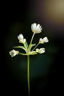 closeup white forest flower