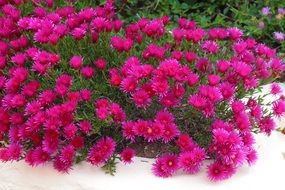 A lot of pink flowers in Italy