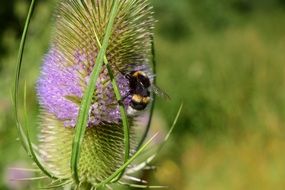 insect on wild prickly flower closeup