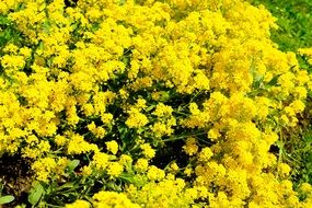 many yellow bright flowers