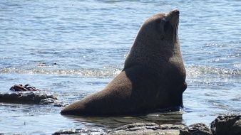 Sea ​​Lion on a beach