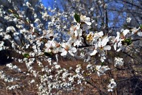 white spring flowers on the tree