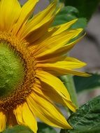 half of a garden sunflower