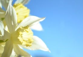 Macro photo of yellow daffodil flowers