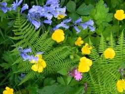 wonderful Yellow Bluebells