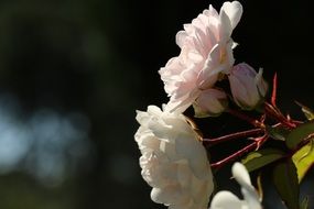 bush with white roses on a blurry background close-up