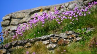 Beautiful purple Armeria flowers on the stones