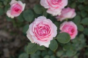 Beautiful white and pink flowers in the garden