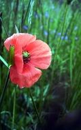 Poppy Morning